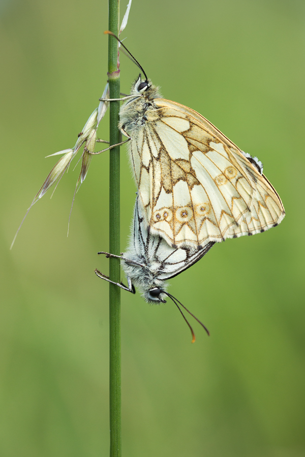 Mating Marbled Whites 4